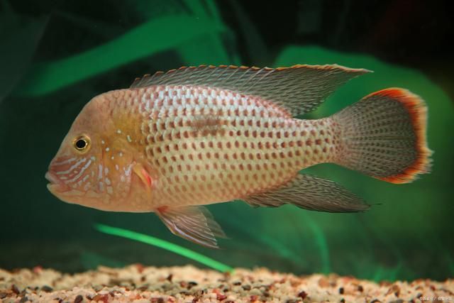 龍魚最貴的品種排名,六角龍魚：六角龍魚價格最貴的幾種品種，血紅龍魚的選購指南