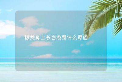 銀龍魚(yú)有白點(diǎn)加溫后能喂食嗎（當(dāng)銀龍魚(yú)患有白點(diǎn)病并在加溫治療后）