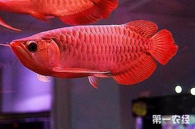 紅龍魚能賣多少錢（紅龍魚價格多少錢一條）