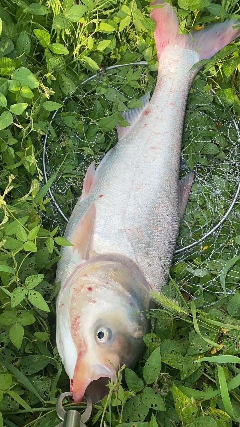 鰱魚圖片 鰱魚圖片 龍魚百科 第1張