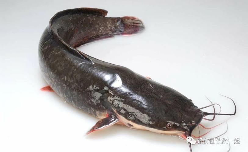 鰱魚圖片 鰱魚圖片 龍魚百科 第5張