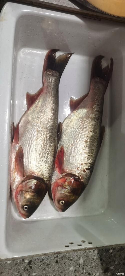 鰱魚圖片 鰱魚圖片 龍魚百科 第4張
