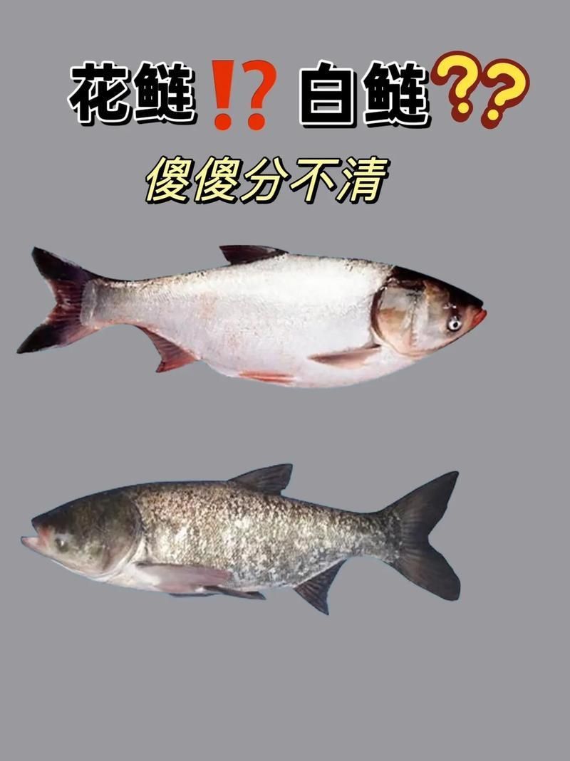 鰱魚圖片 鰱魚圖片 龍魚百科 第7張