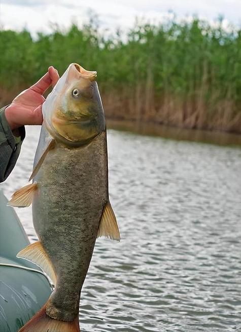 鰱魚圖片 鰱魚圖片 龍魚百科 第8張