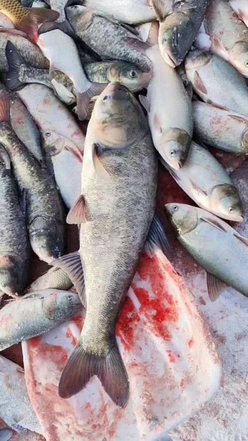 鰱魚圖片 鰱魚圖片 龍魚百科 第14張