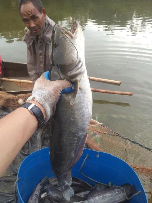 鰱魚圖片 鰱魚圖片 龍魚百科 第18張