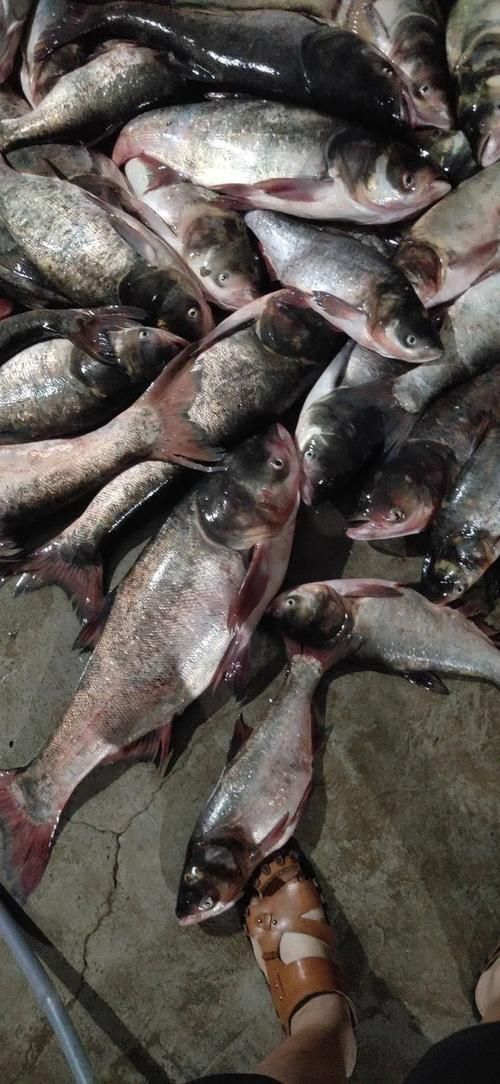 鰱魚圖片 鰱魚圖片 龍魚百科 第15張