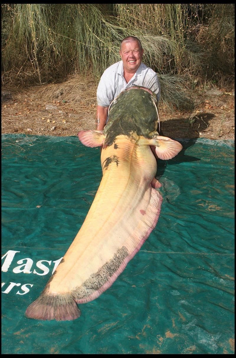 鰱魚圖片 鰱魚圖片 龍魚百科 第20張