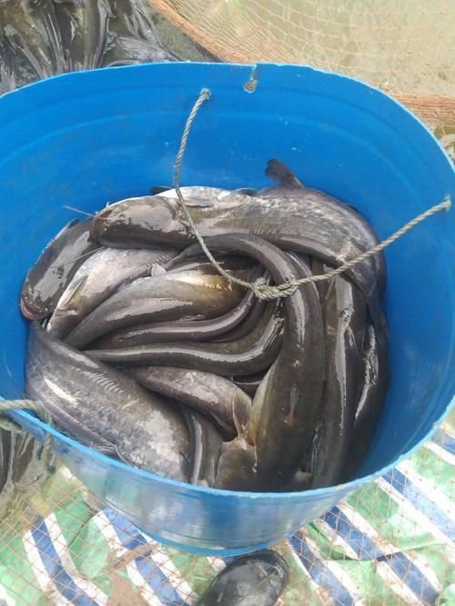 鰱魚圖片 鰱魚圖片 龍魚百科 第22張