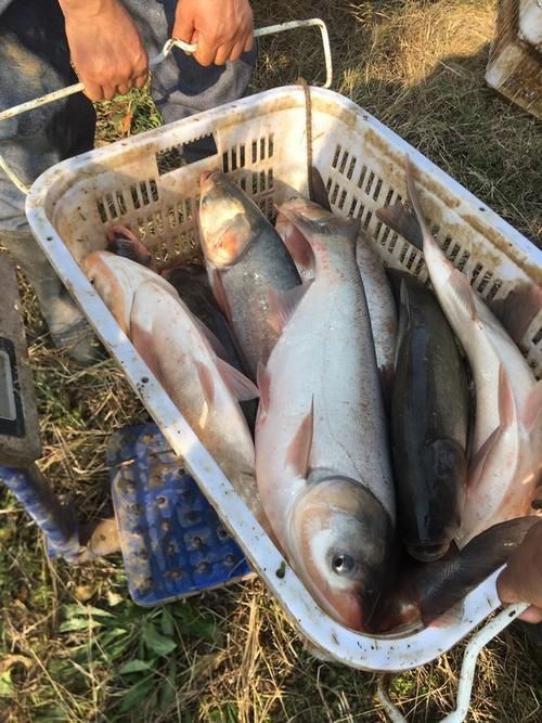 鰱魚圖片 鰱魚圖片 龍魚百科 第23張