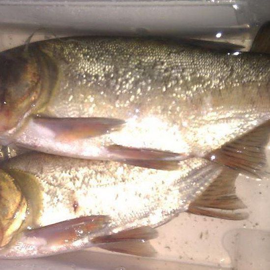 鰱魚圖片 鰱魚圖片 龍魚百科 第31張