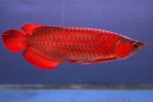 魚缸里一般養(yǎng)幾條龍魚：關(guān)于龍魚的飼養(yǎng)