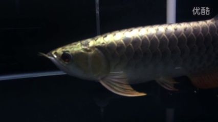 龍魚掉眼做手術(shù)有用嗎：龍魚掉眼手術(shù)后的恢復(fù)期可能需要幾周到幾個月不等