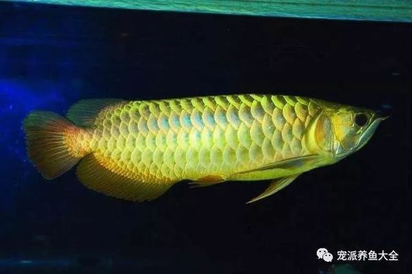 龍魚被欺負長時間在中下游沒事吧：新手養(yǎng)龍魚記住這5點就夠了