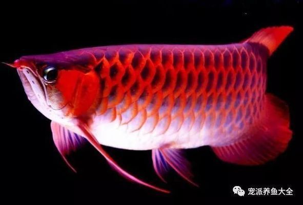 龍魚被欺負長時間在中下游沒事吧：新手養龍魚記住這5點就夠了