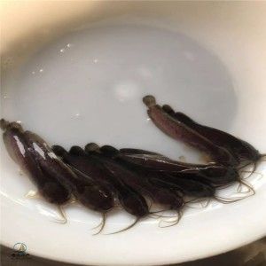 紅龍魚苗批發廠家 紅龍魚苗批發廠家 龍魚百科 第4張