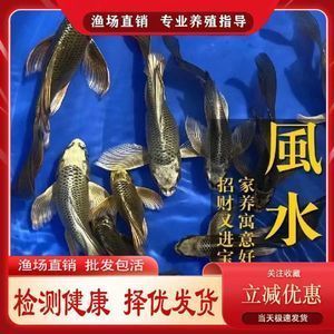紅龍魚苗批發廠家 紅龍魚苗批發廠家 龍魚百科 第6張