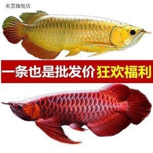 紅龍魚苗批發廠家 紅龍魚苗批發廠家 龍魚百科 第7張