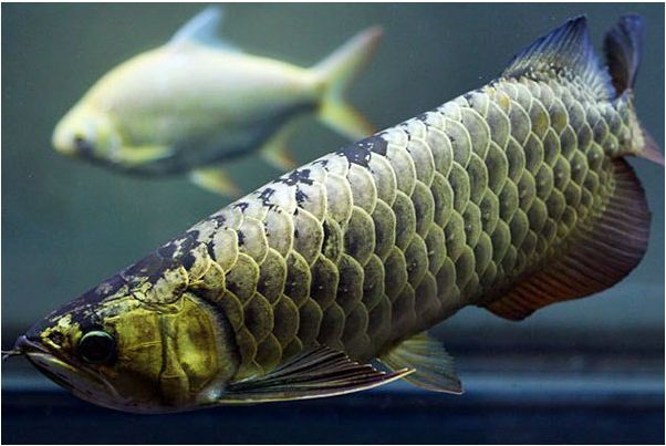 最名貴的金龍魚叫什么名字來著（最名貴的金龍魚具體是哪一種？）