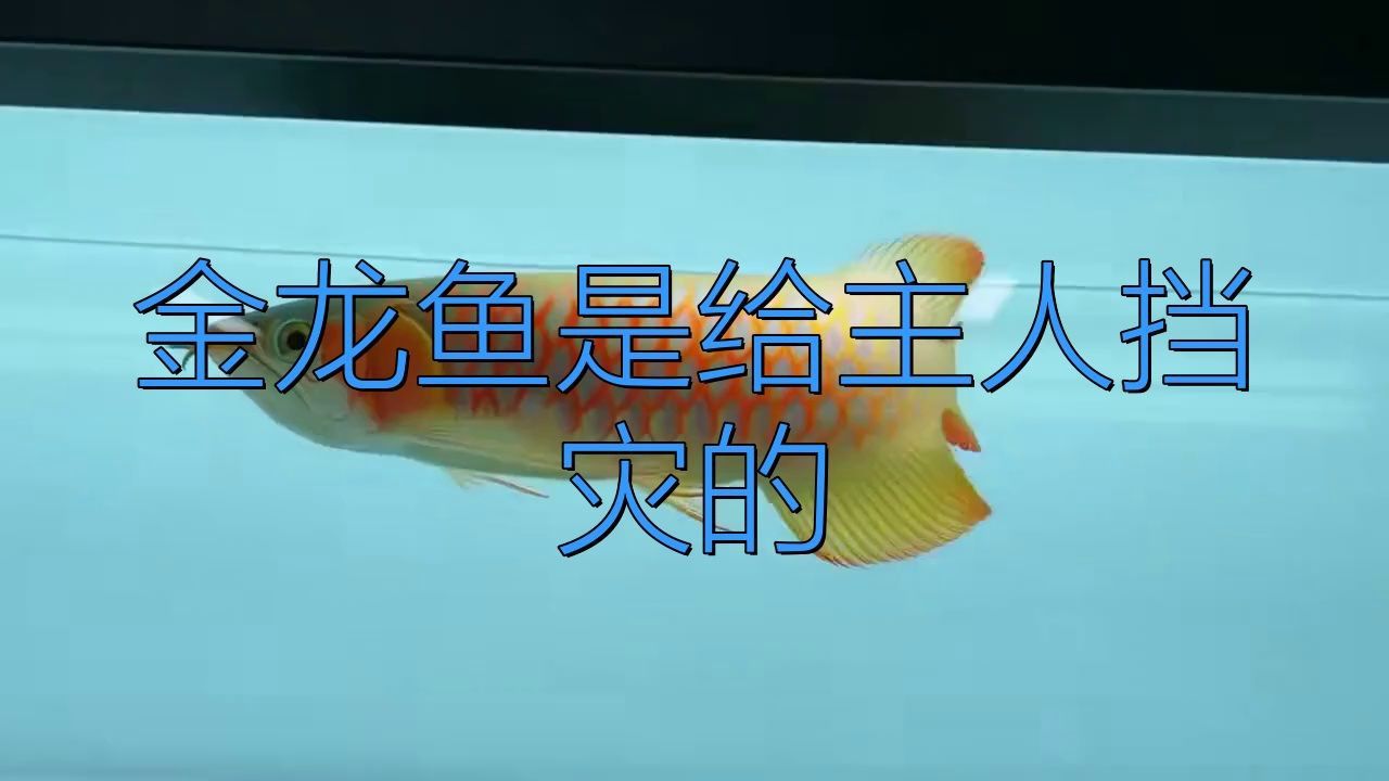 龍魚能擋災嗎