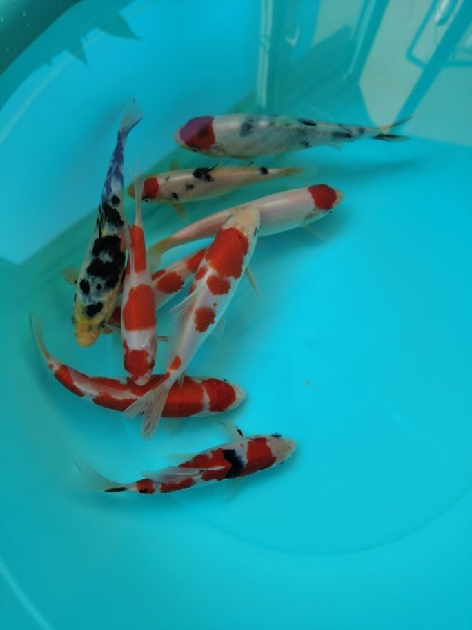 上濾魚缸怎么能靜音（上濾魚缸怎么能靜音了）