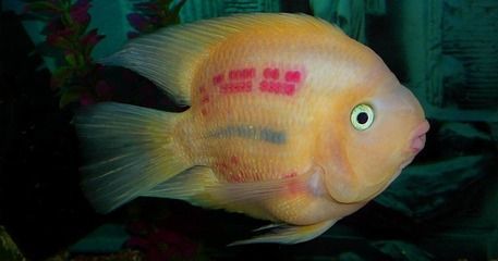 財神魚和龍魚能混養嗎（財神魚和龍魚可以混養但需要考慮諸多因素，但需要考慮諸多因素）