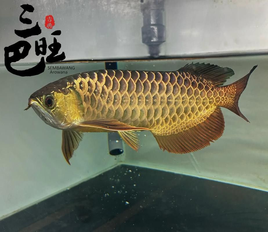 金龍魚的發(fā)色過程圖片大全大圖