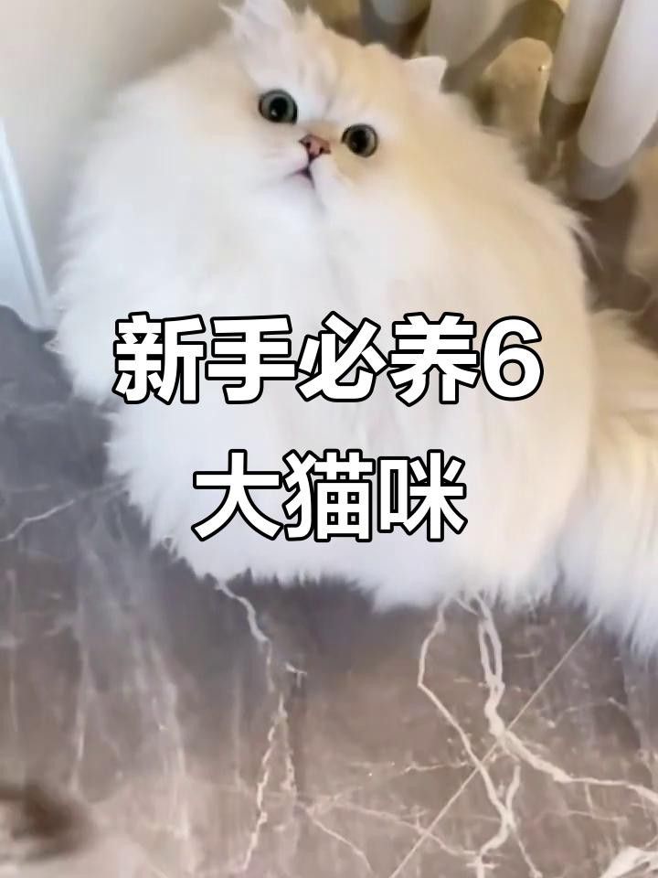 有哪些貓品種與龍貓相處最好？ 有哪些貓品種與龍貓相處最好？ 龍魚百科 第4張