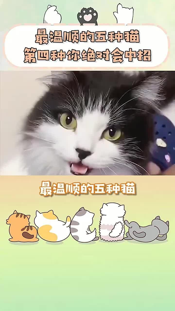 有哪些貓品種與龍貓相處最好？ 有哪些貓品種與龍貓相處最好？ 龍魚百科 第2張