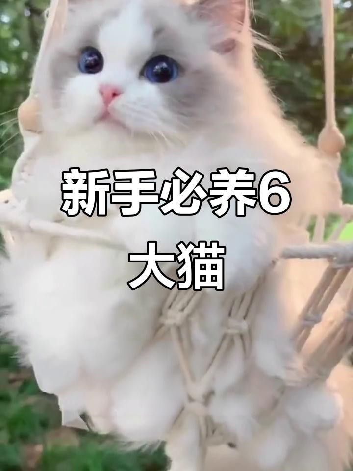 有哪些貓品種與龍貓相處最好？ 有哪些貓品種與龍貓相處最好？ 龍魚百科 第3張