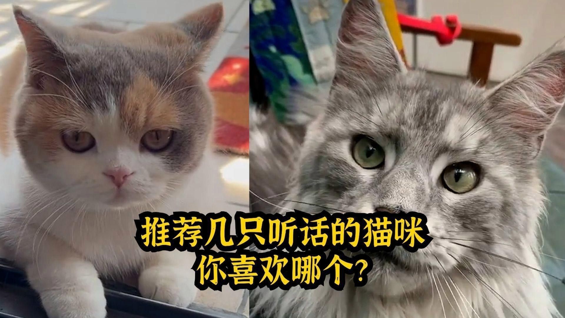 有哪些貓品種與龍貓相處最好？ 有哪些貓品種與龍貓相處最好？ 龍魚百科 第5張