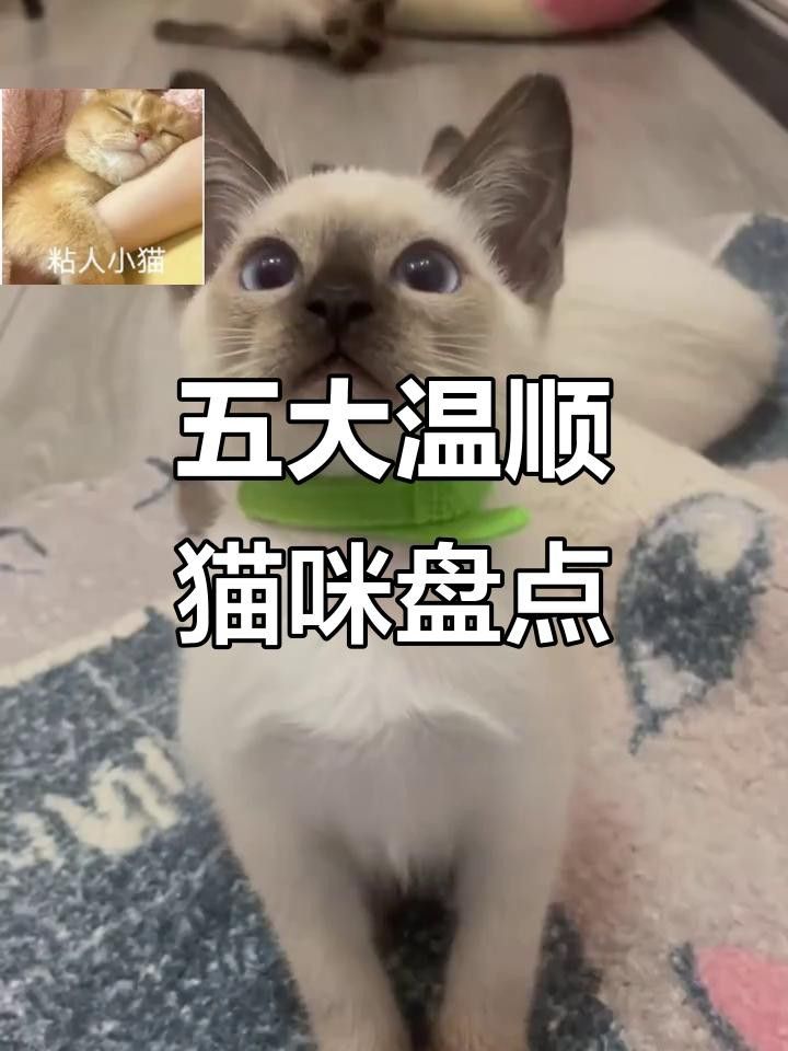 有哪些貓品種與龍貓相處最好？ 有哪些貓品種與龍貓相處最好？ 龍魚百科 第6張