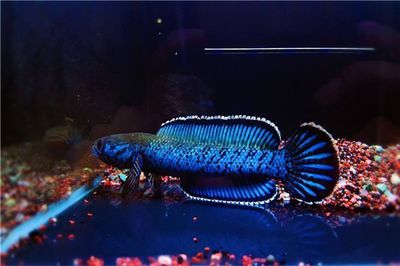雷龍魚大型有哪些（大型雷龍魚繁殖技巧分享：雷龍魚繁殖技巧分享）