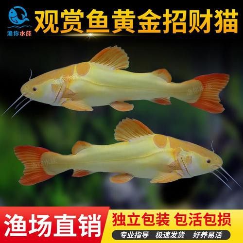 招財貓和金龍魚混養(yǎng)好嗎圖片