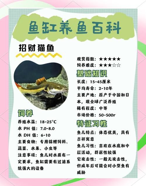 招財貓和金龍魚混養(yǎng)好嗎圖片