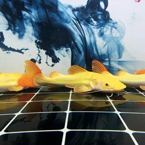 招財貓和金龍魚混養(yǎng)好嗎圖片
