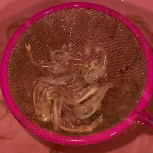 招財貓和金龍魚混養(yǎng)好嗎圖片