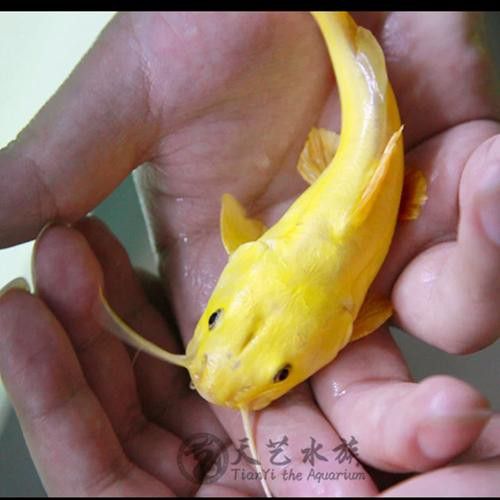 招財貓和金龍魚混養(yǎng)好嗎圖片