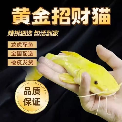 招財貓和金龍魚混養(yǎng)好嗎圖片