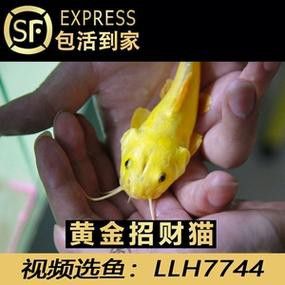 招財貓和金龍魚混養(yǎng)好嗎圖片