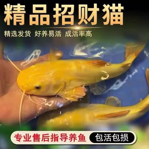 招財貓和金龍魚混養(yǎng)好嗎圖片