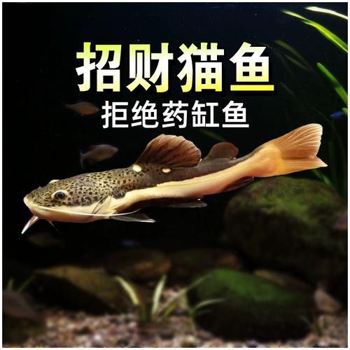 招財貓和金龍魚混養(yǎng)好嗎圖片