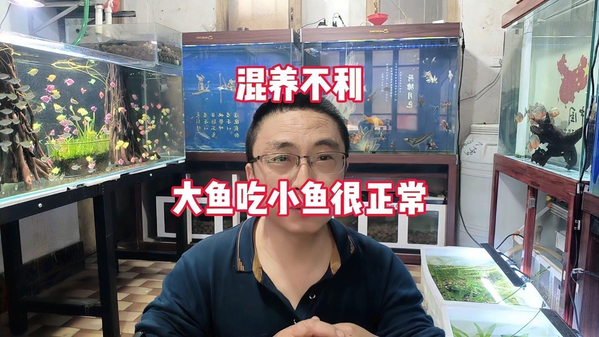 招財貓和金龍魚混養(yǎng)好嗎圖片