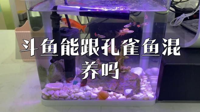 招財貓和金龍魚混養(yǎng)好嗎圖片