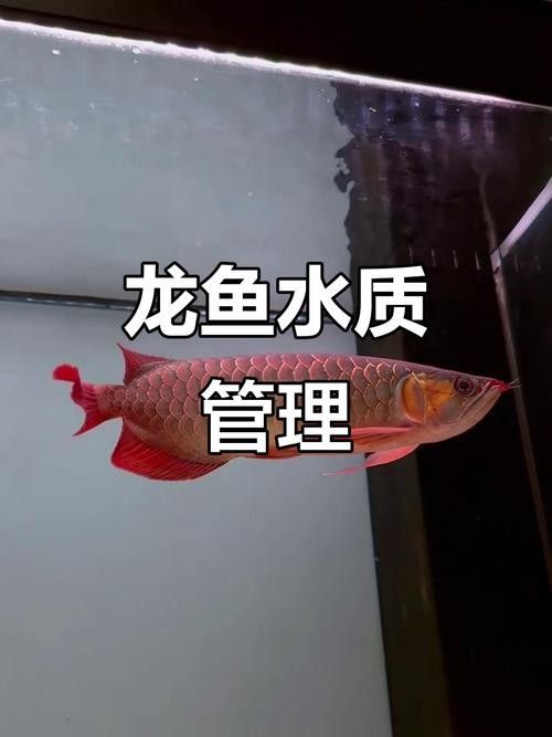 龍魚眼睛紅腫怎么治療圖片 龍魚百科 第6張 龍魚眼睛紅腫怎么治療圖片 龍魚眼睛紅腫怎么治療圖片 龍魚百科 第6張