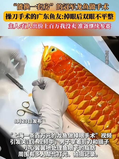龍魚眼睛紅腫怎么治療圖片 龍魚百科 第15張 龍魚眼睛紅腫怎么治療圖片 龍魚眼睛紅腫怎么治療圖片 龍魚百科 第15張