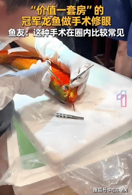 龍魚眼睛紅腫怎么治療圖片 龍魚百科 第24張 龍魚眼睛紅腫怎么治療圖片 龍魚眼睛紅腫怎么治療圖片 龍魚百科 第24張