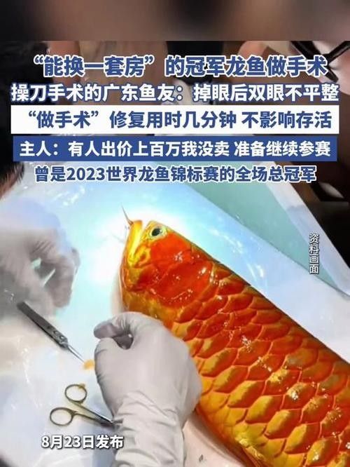 龍魚眼睛紅腫怎么治療圖片 龍魚百科 第25張 龍魚眼睛紅腫怎么治療圖片 龍魚眼睛紅腫怎么治療圖片 龍魚百科 第25張