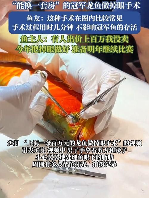 龍魚眼睛紅腫怎么治療圖片 龍魚百科 第34張 龍魚眼睛紅腫怎么治療圖片 龍魚眼睛紅腫怎么治療圖片 龍魚百科 第34張