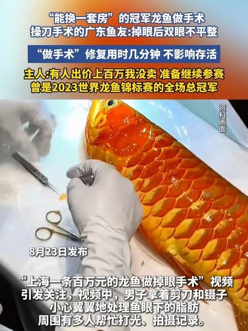 龍魚眼睛紅腫怎么治療圖片 龍魚百科 第29張 龍魚眼睛紅腫怎么治療圖片 龍魚眼睛紅腫怎么治療圖片 龍魚百科 第29張